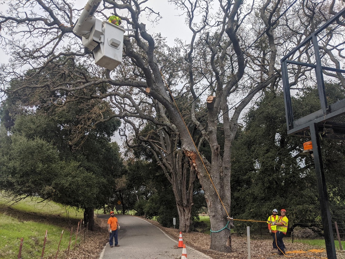 Man in a cap pruning tree