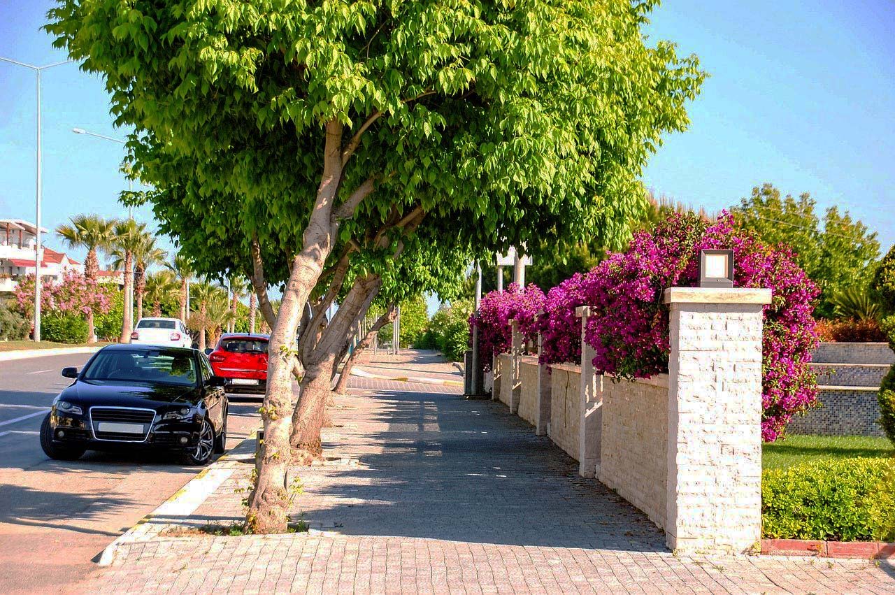 Sidewalk with trees