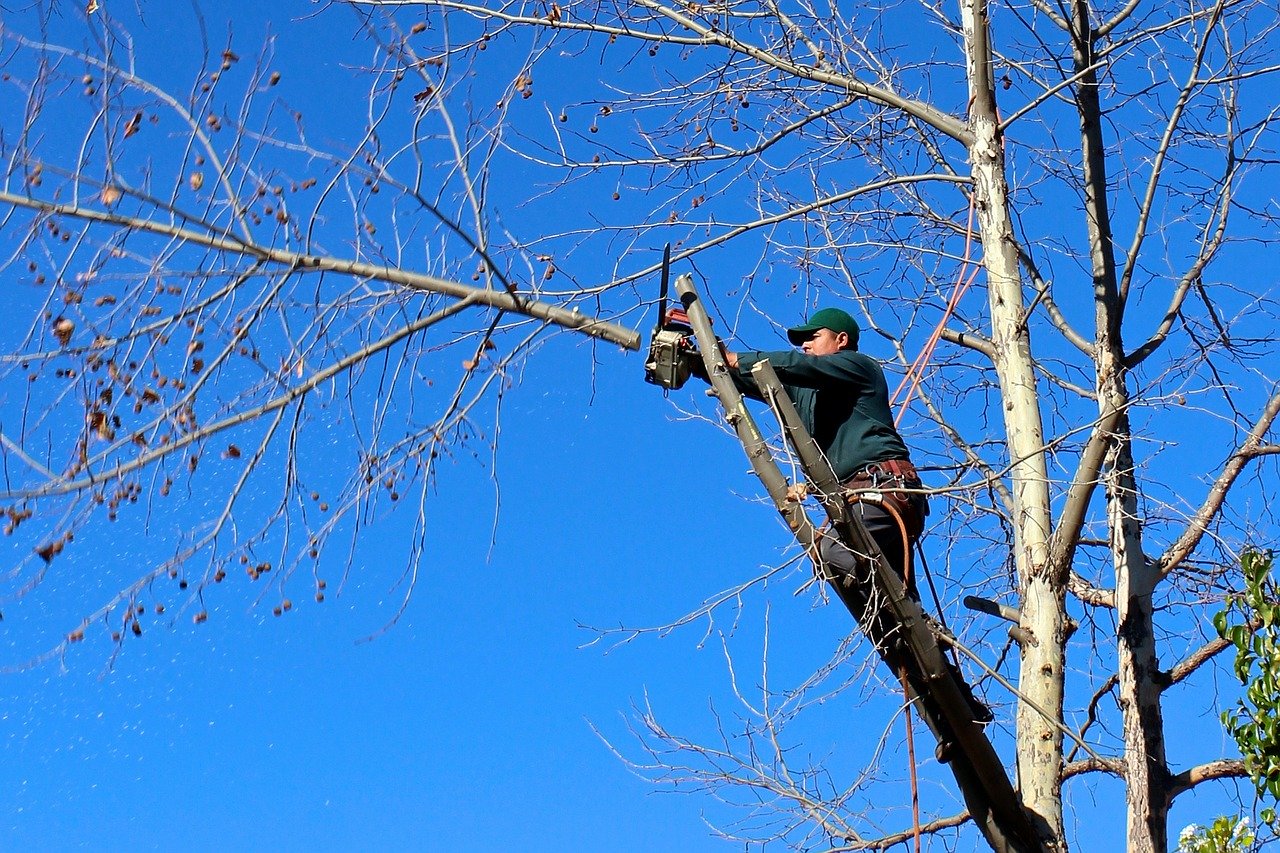Man in a cap pruning tree