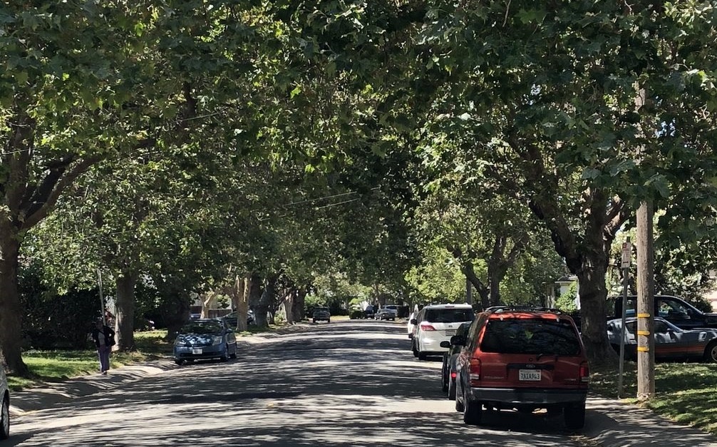well-maintained residential street with a row of overarching trees on each side