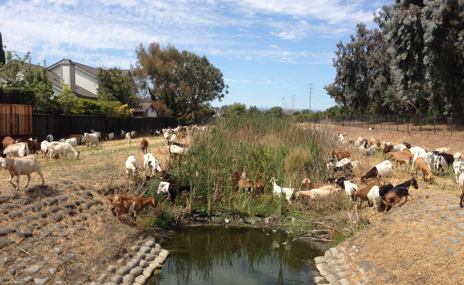goats grazing by a creek
