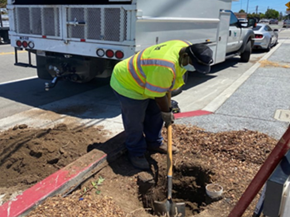 worker digging a hole to plant a tree